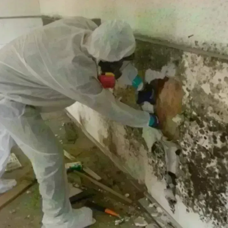 Mold Remediation and Removal in Winnebago County, WI